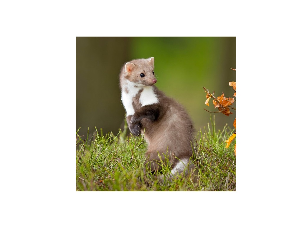 🚗 Odpuzovače kun do auta: Jak ochránit motor a kabely