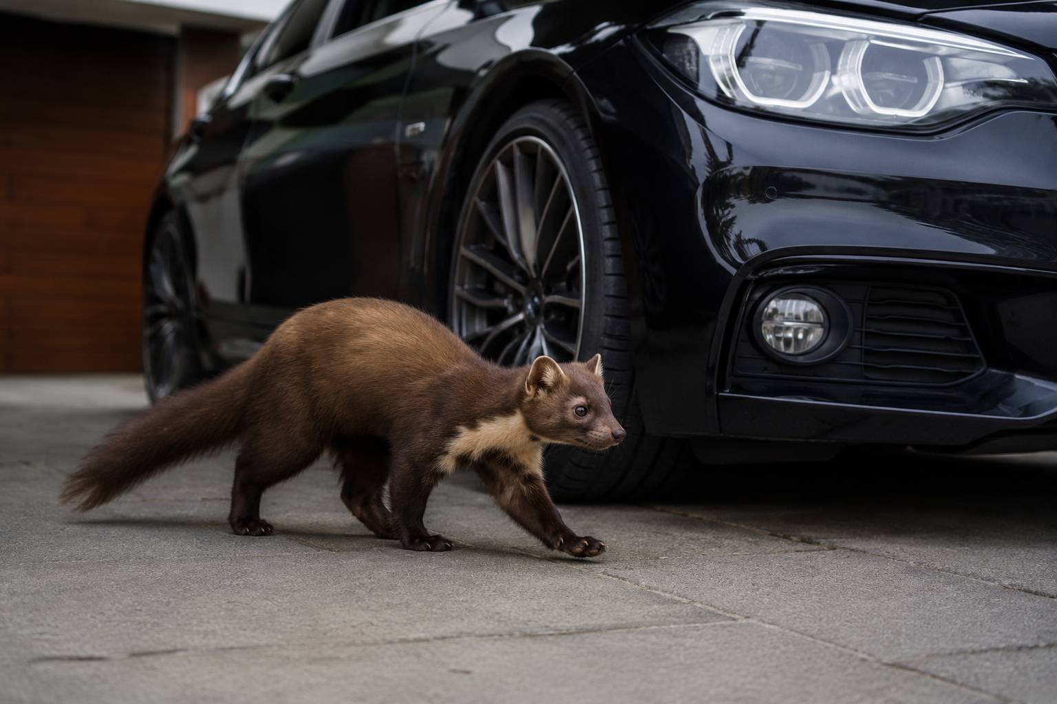 🚗 Odpuzovače kun do auta: Jak ochránit motor a kabely