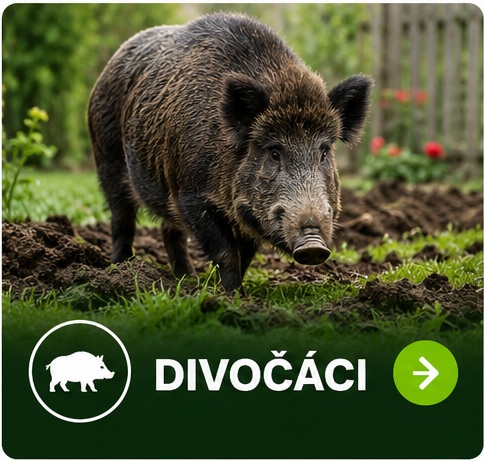 Divočáci na zahradě