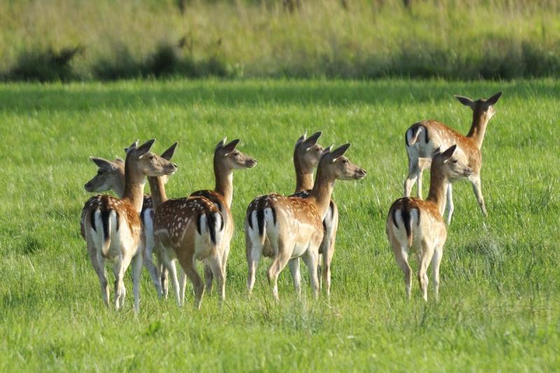 Pachový ohradník na zvěř - koncentrát 1 litr
