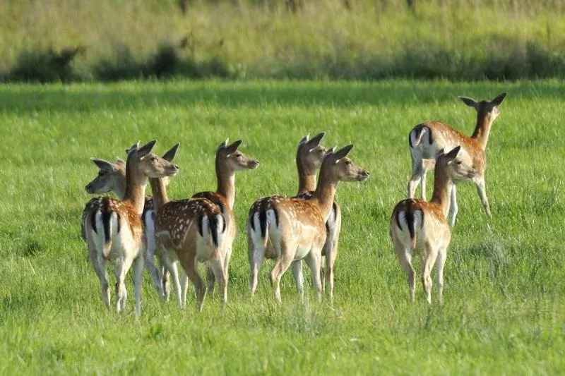 Pachový ohradník Hagopur- pachová pěna Hagopur