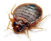 ATAK - fumigator - Dýmovnice proti štěnicím, švábům a dalšímu hmyzu