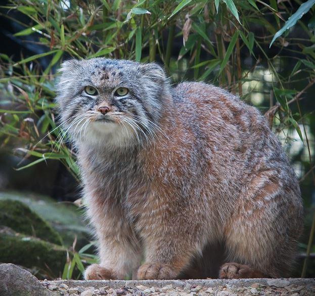 Velká sada pachových ohradníků na kočky 1000 ml.