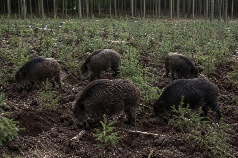 Pachový ohradník na ZVĚŘ – MAXI sada na celou sezonu