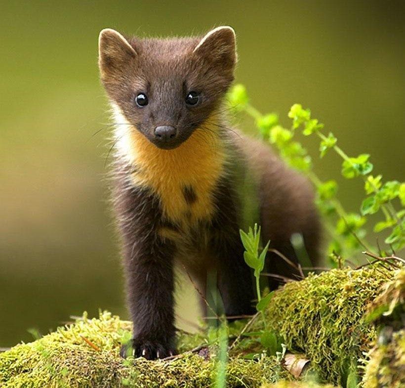 Pachový ohradník - Sada na kuny