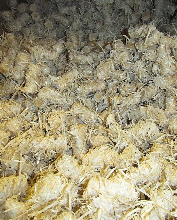 Sada 1000 aplikačních válečků pro pachové ohradníky 