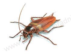 ATAK - fumigator - Dýmovnice proti štěnicím, švábům a dalšímu hmyzu