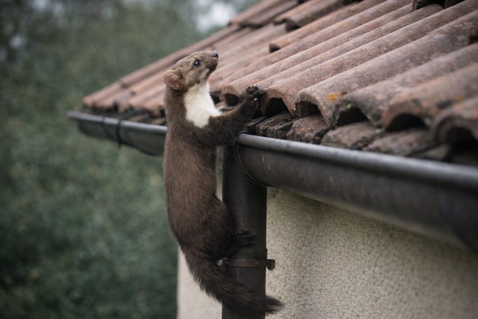 Ochranný štít proti kunám - ochrana okapů před kunami
