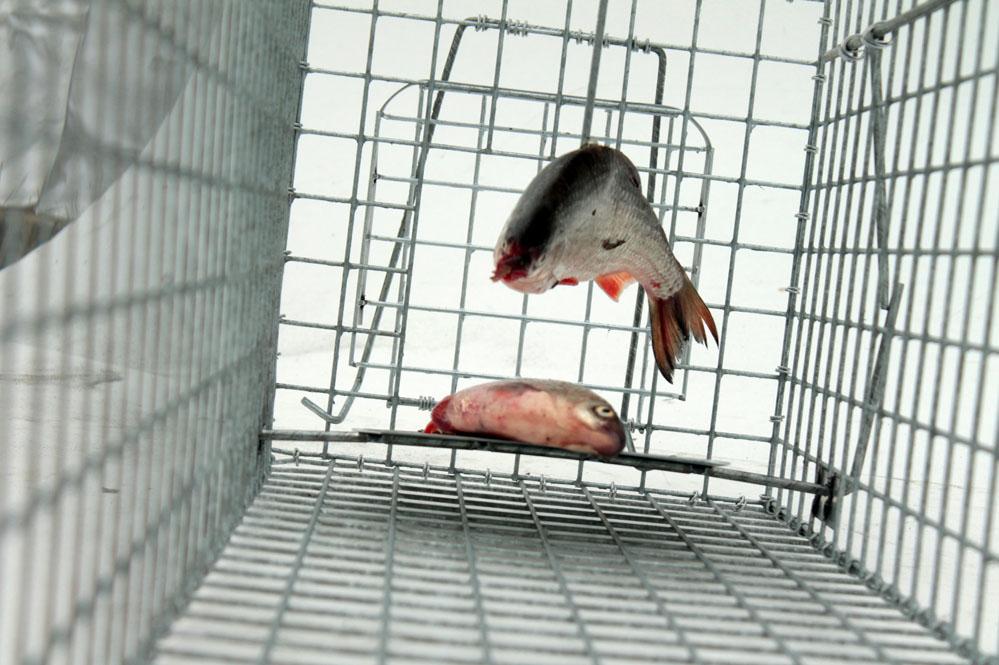 Profesionální sklopec 82x26x30 cm s pružinovým uzávěrem dvířek