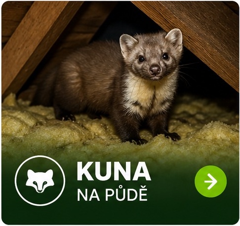 Kuna na půdě