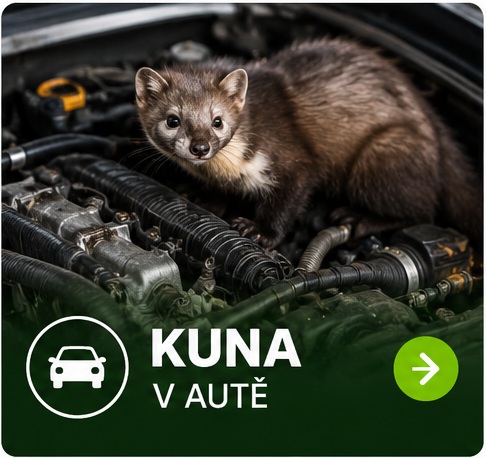 Kuna v autě