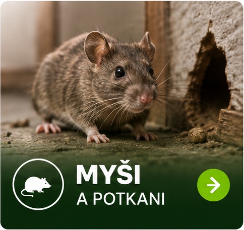 Myši v domě