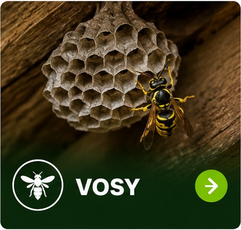 Vosy a sršni